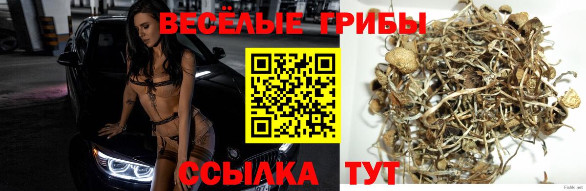 Псилоцибиновые грибы Cubensis Кинешма